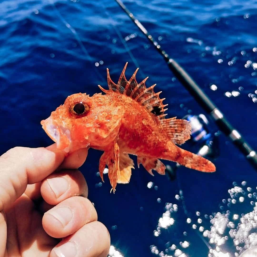 Local fishing Dubrovnik Charter