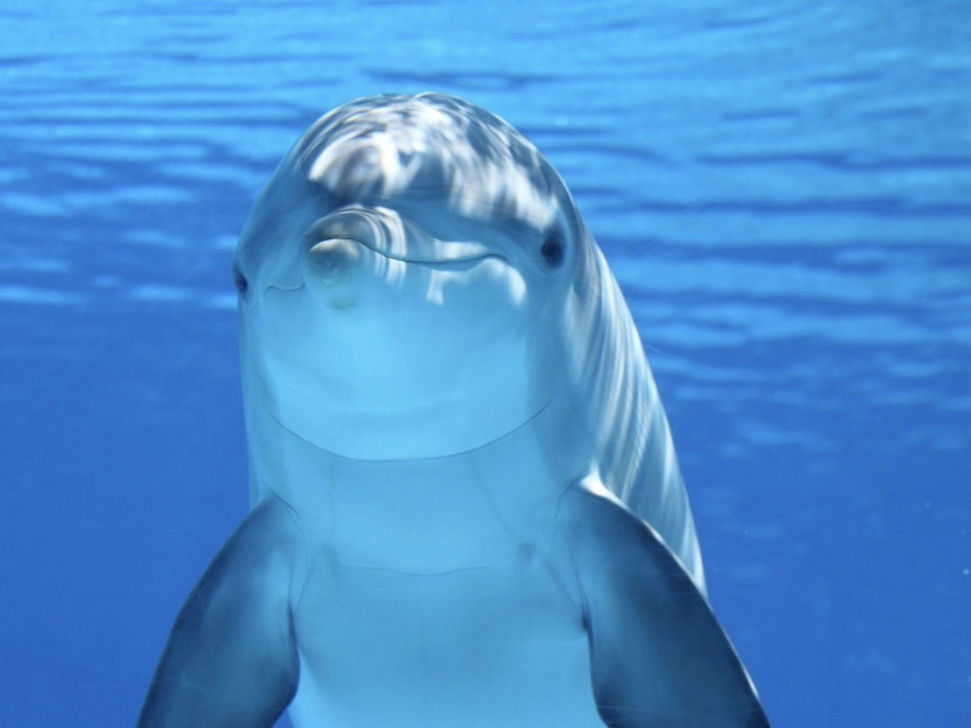 dolphin