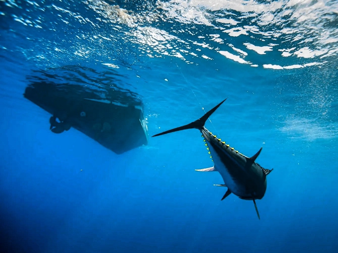 Big game fishing inline image 3