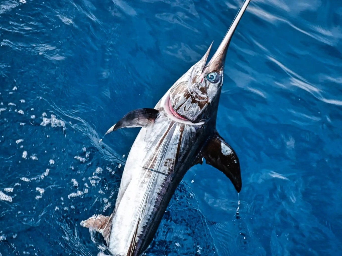 Big game fishing inline image 2
