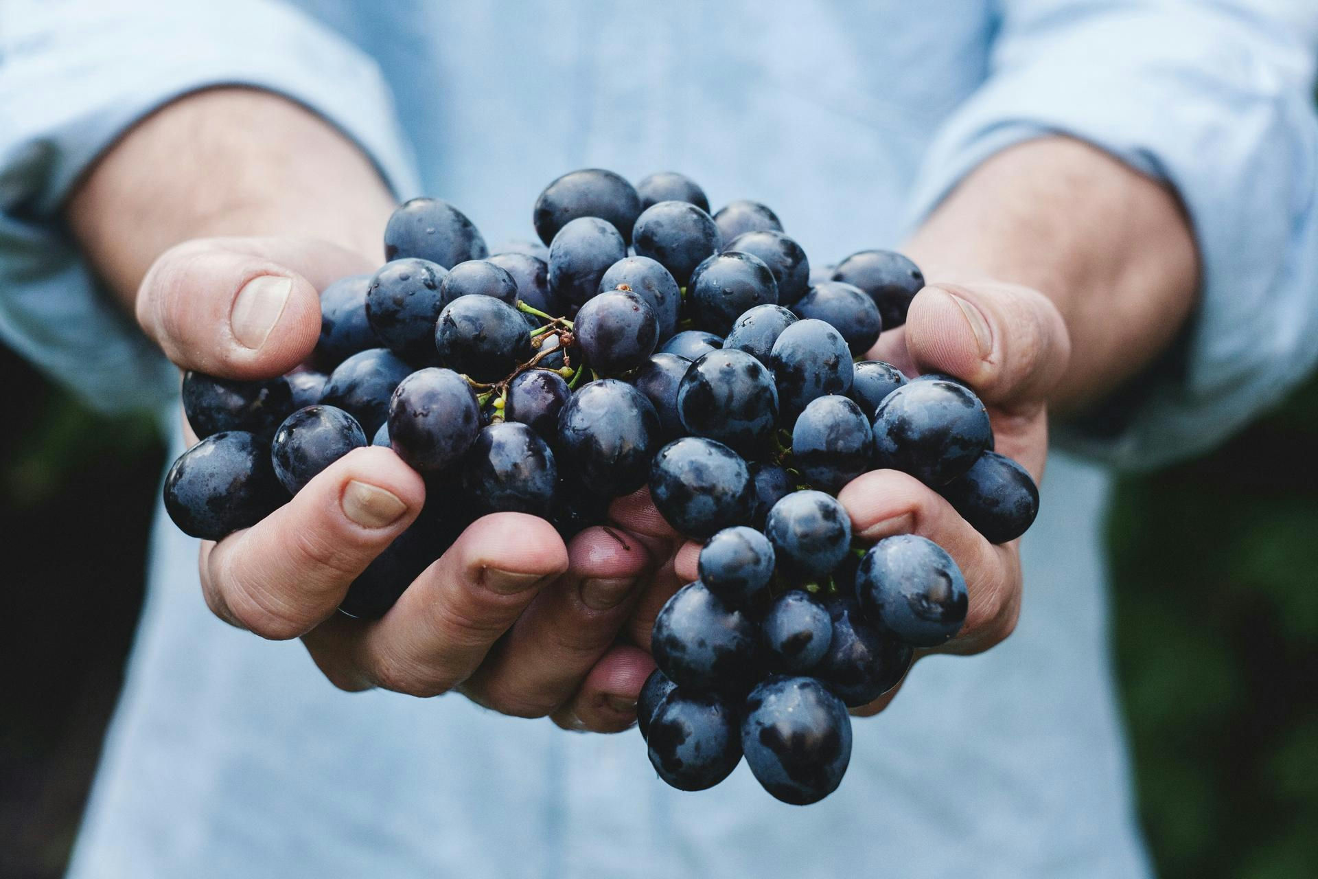 Grk wine - Croatia's hidden treasure article cover