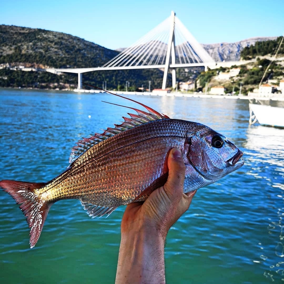 Catch of the day inline image 2